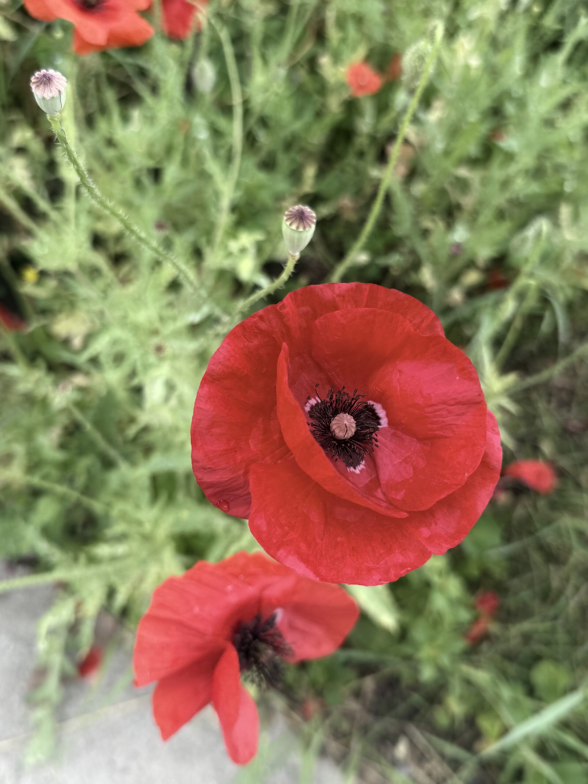 Roundabout Frugality